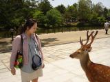 Nara--奈良公園裡的梅花鹿