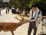Nara--奈良公園裡的梅花鹿