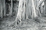 banyan roots