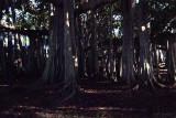 banyan tree at Edison Ford Estate