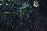 staghorn fern at Edison Ford Estate