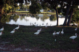 a flock of ibises