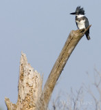 belted kingfisher