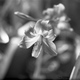 backlit amaryllis