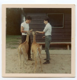 feeding the deer at the deer farm