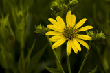 woodland sunflower
