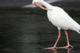 a little preening