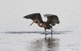 reddish egret