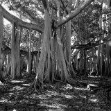 the edison ford banyan tree