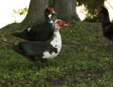 two muscovy ducks (and a friend)