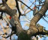 two redbellied woodpeckers