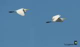 two great egrets passing by