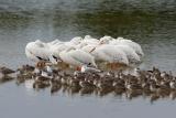 white pelicans and willets