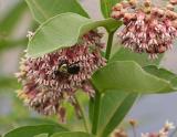 milkweed flower and bee