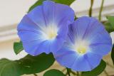 blue morning glories