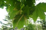 green canopy