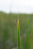 green spider on marsh grass