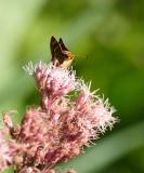 long dash skipper feeding on joe pye weed