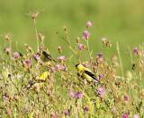 goldfinches three