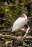 white ibis on one pink foot