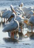 preening at dusk