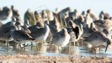 willets