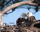 bald eagles and chick