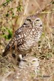 burrowing owls on the nest