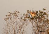red shouldered hawk at dusk