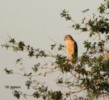 red shouldered hawk at dusk