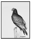 turkey vulture in profile