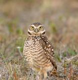 burrowing owl male