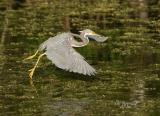 tricolor heron fishing