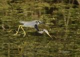 tricolor heron fishing