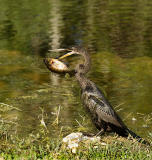 anhinga with a fish