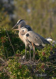great blue heron family