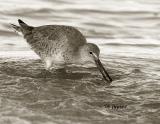 willet dining in the surf
