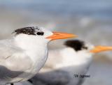 terns in profile