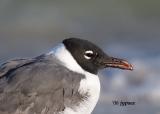 adult laughing gull