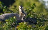 two great blue heron chicks (and one parent)