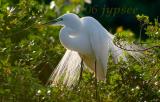 great egret lores in breeding  color