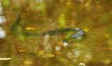 florida green water snake