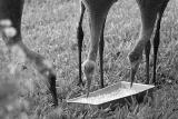 sandhill cranes out back