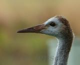 juvenile sandhill crane portrait