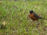 rainy day robin