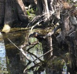 anhinga with a fish