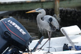 great blue heron waiting for a handout