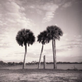 four palms