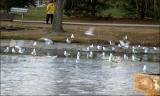 Gulls in Saddington Park