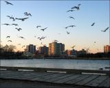 Gulls over the Harbour board walk